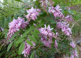 indigofera, dwarf
